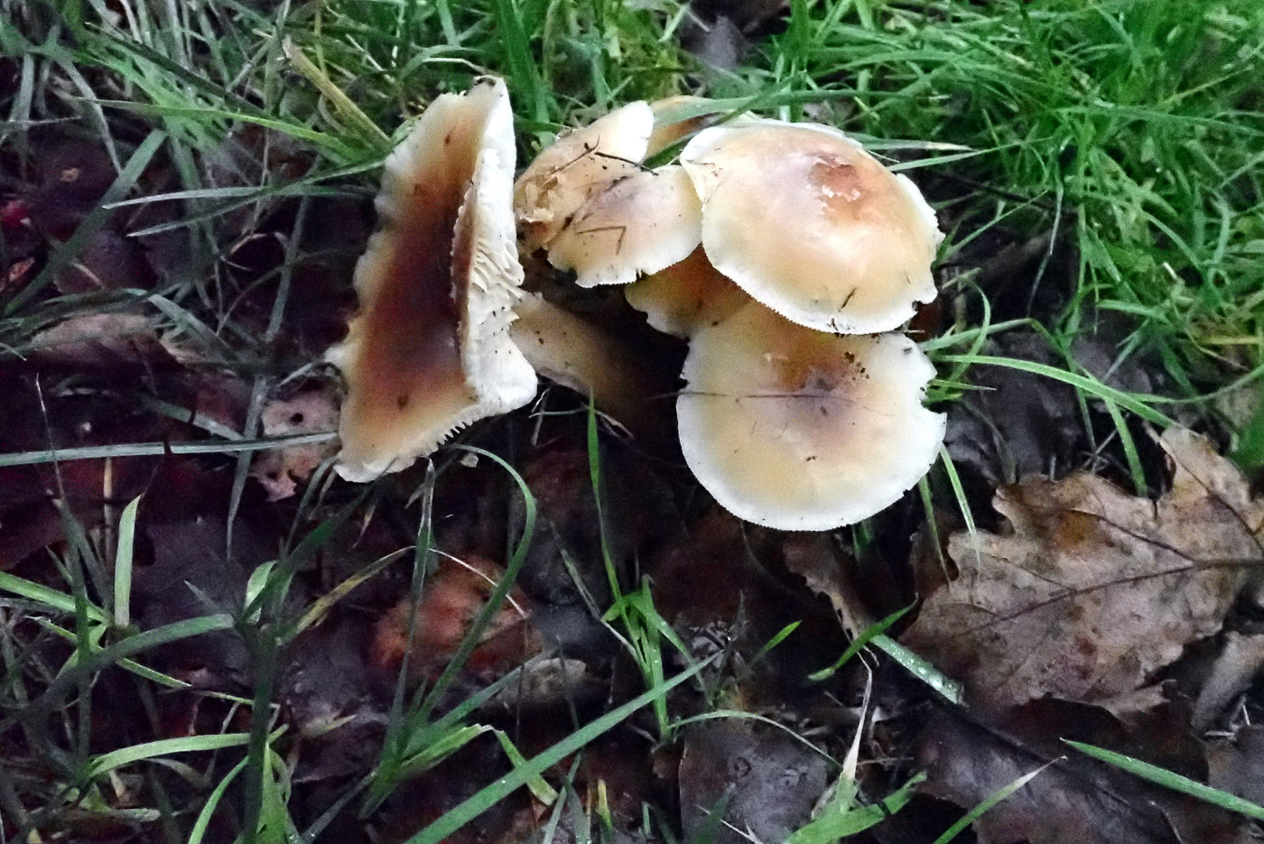 Photo by Penny Cullington Rhodocollybia butyracea by Penny Cullington